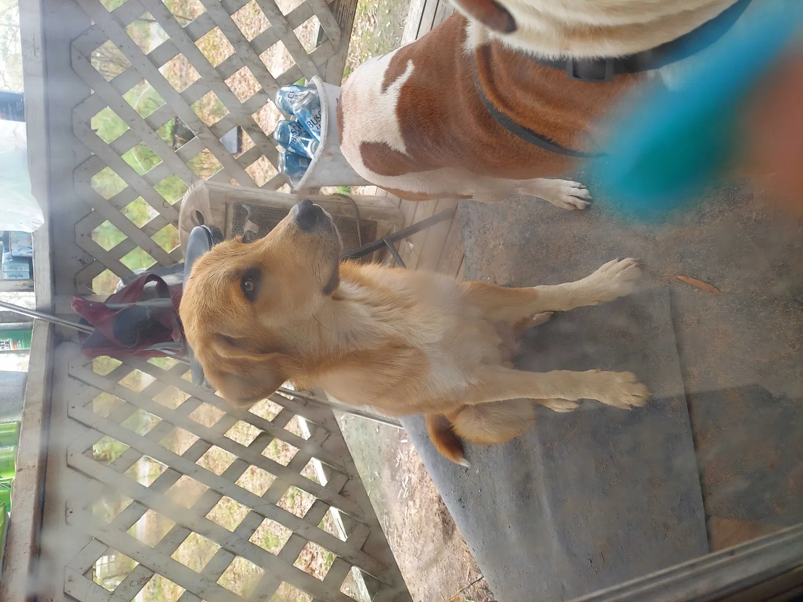Lost dog in Conway, AR, 72032