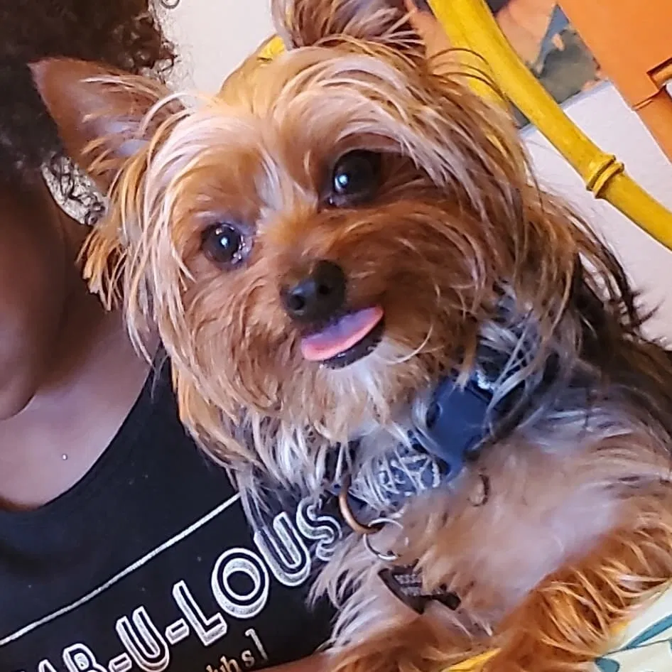 Lost dog in El Paso, TX, 79927