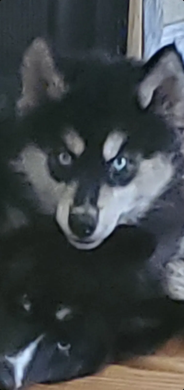 Lost dog in Biloxi, MS, 39532