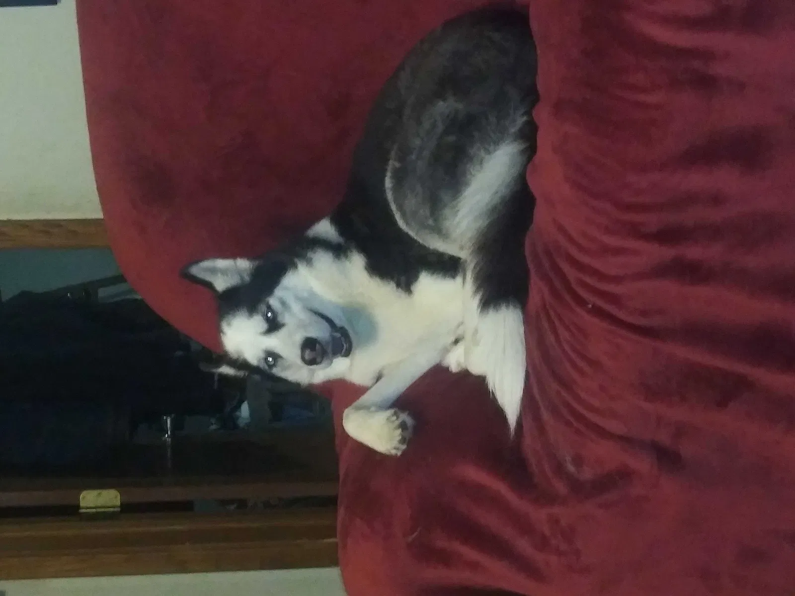 Lost dog in Wichita, KS, 67216