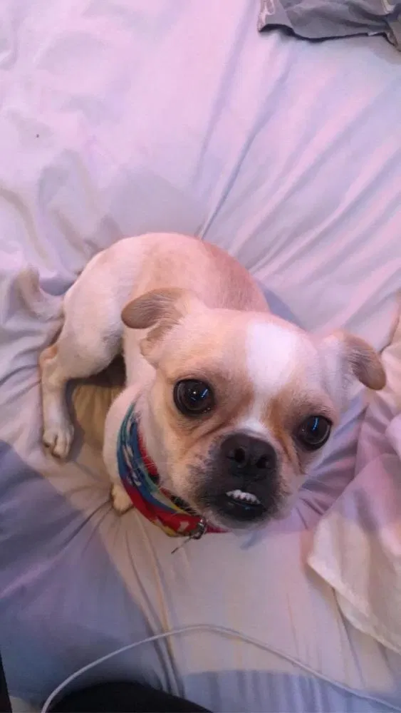 Lost dog in El Paso, TX, 79936