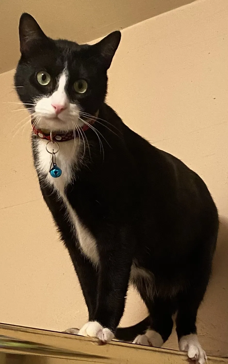 Lost cat in Lakewood, CA, 90713