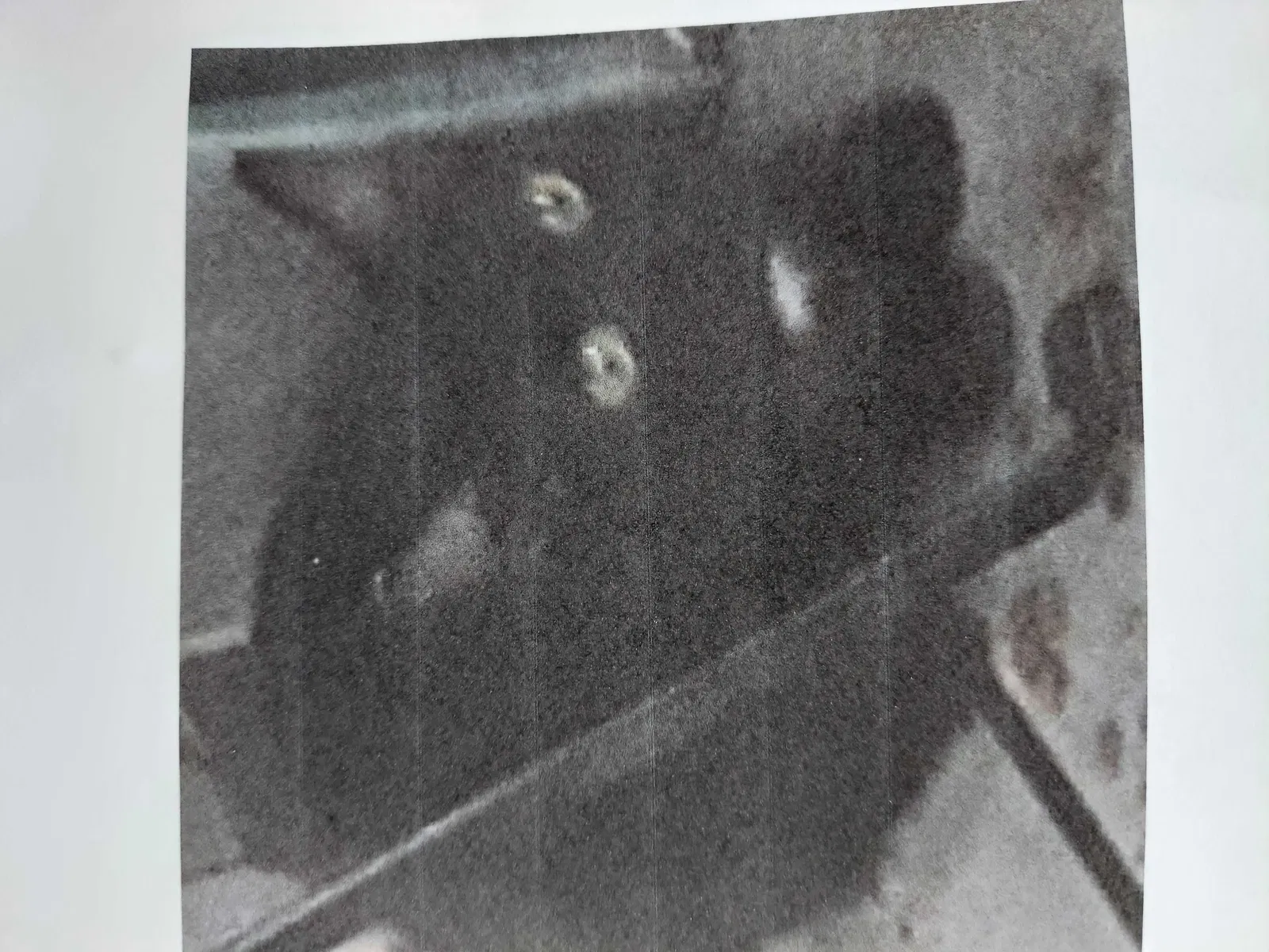 Lost cat in Orange Park, FL, 32073