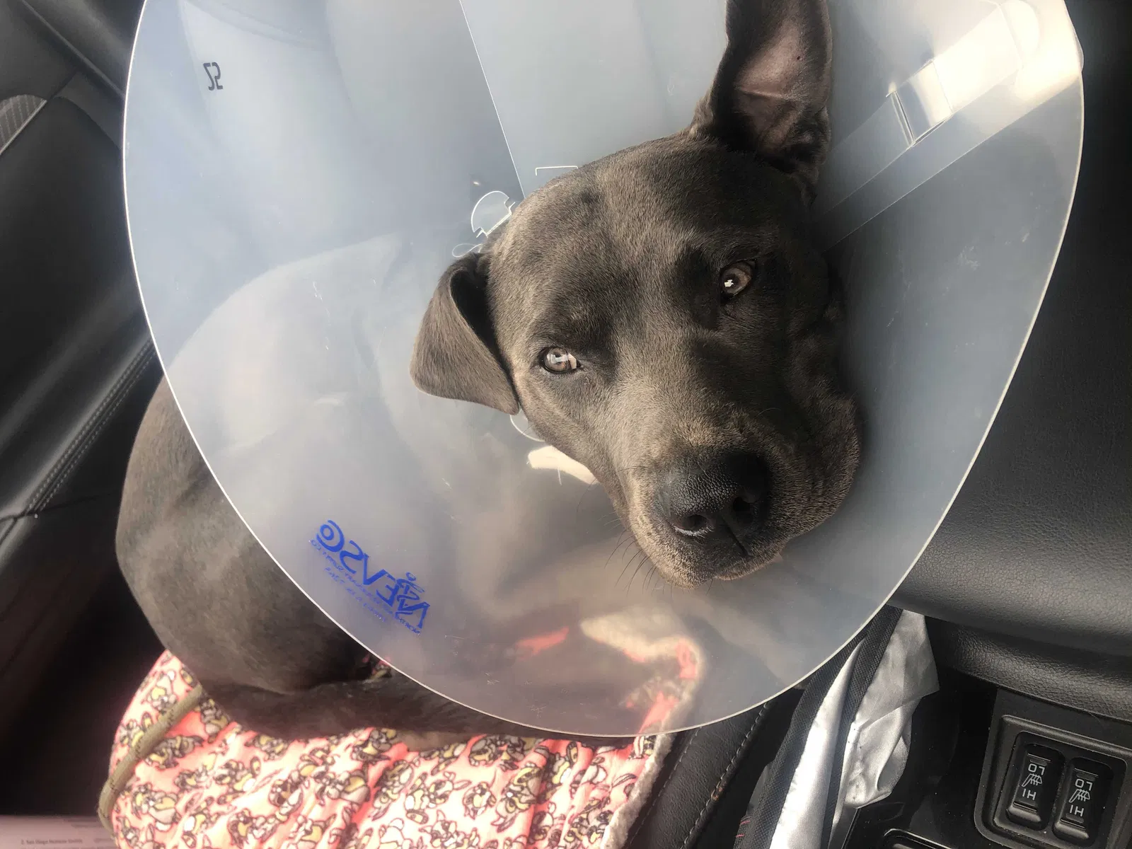 Lost dog in Santa Ysabel, CA, 92070