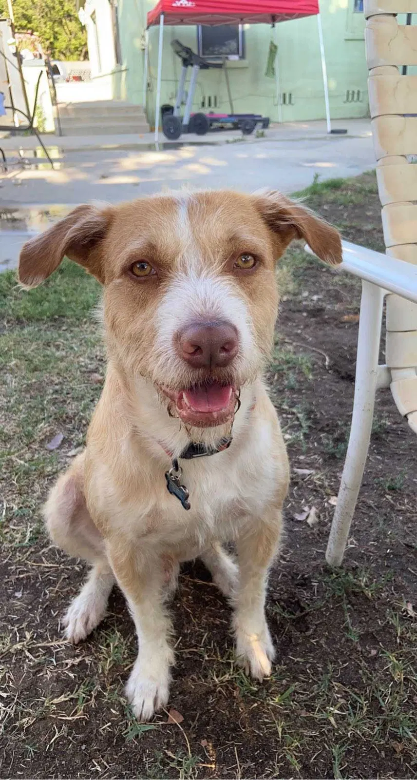Lost dog in Fresno, CA, 93727