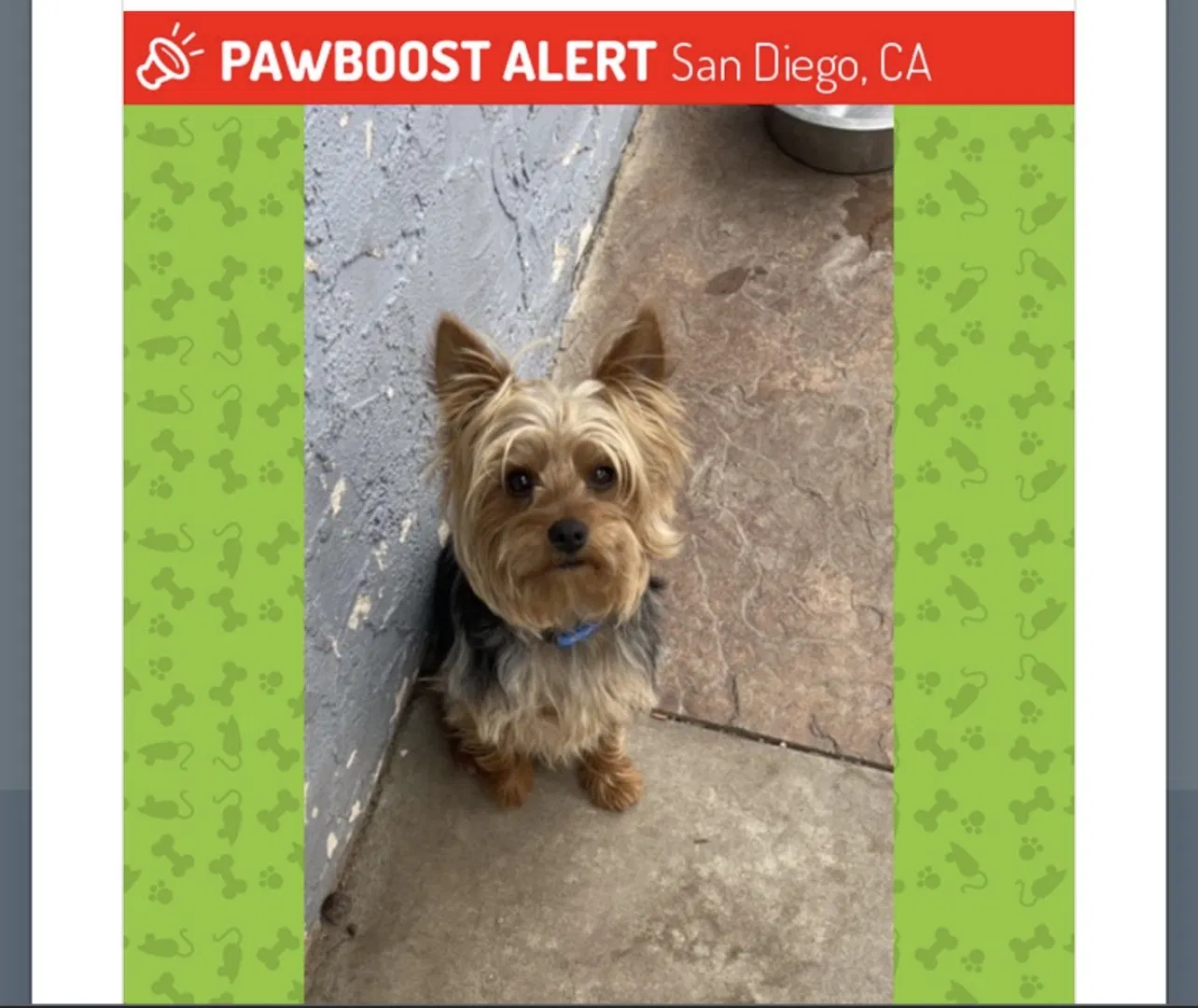 Lost dog in San Diego, CA, 92114