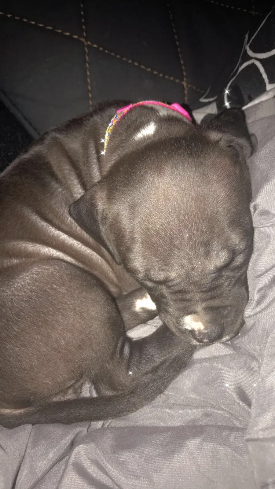Lost dog in Florissant, MO, 63033