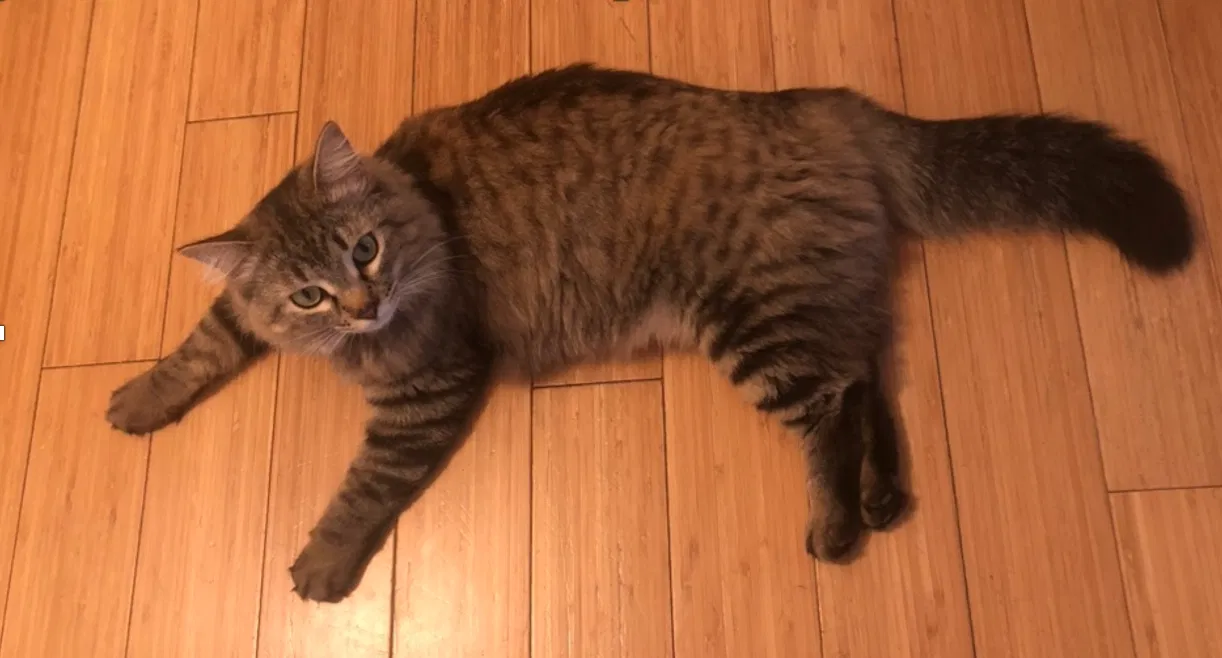 Lost cat in Woodland Hills, CA, 91364