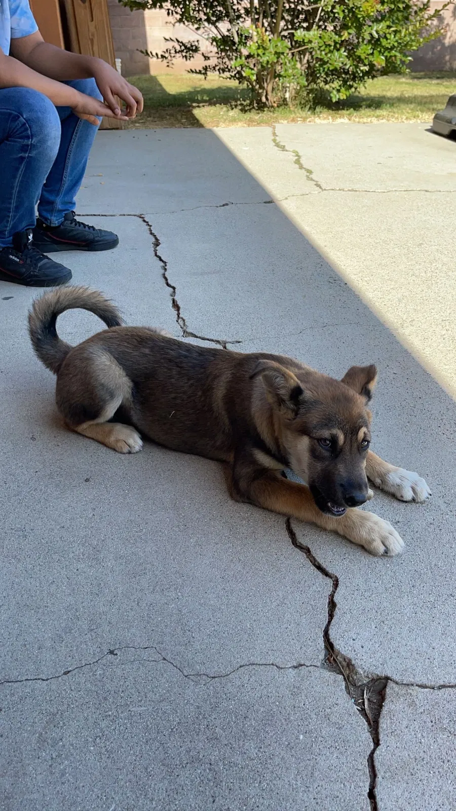 Lost dog in Rialto, CA, 92376