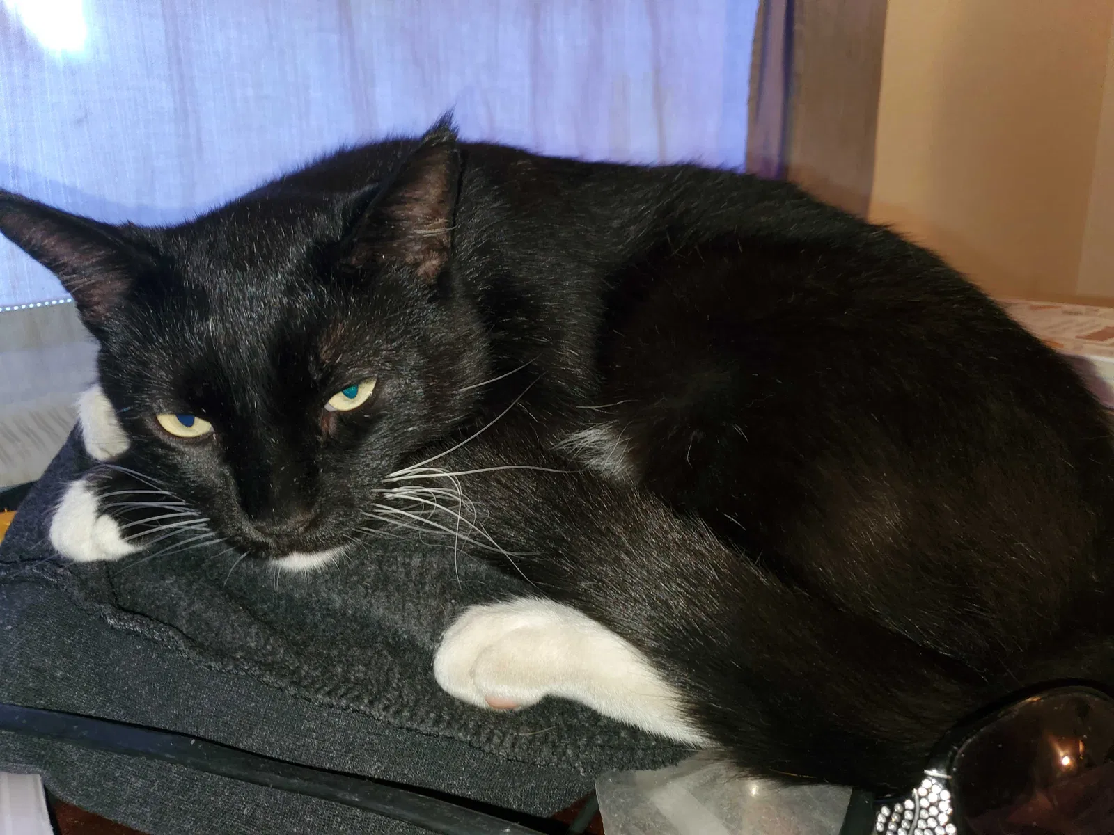 Lost cat in Tucson, AZ, 85713