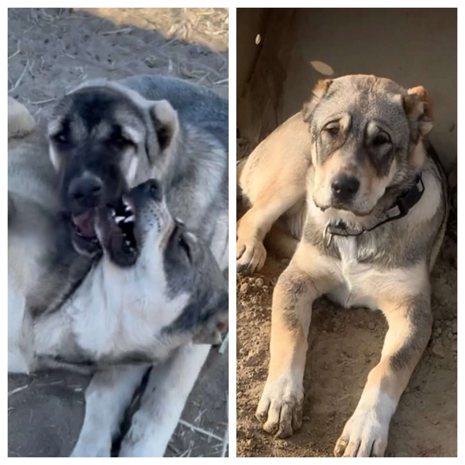 Lost dog in Palmdale, CA, 93591