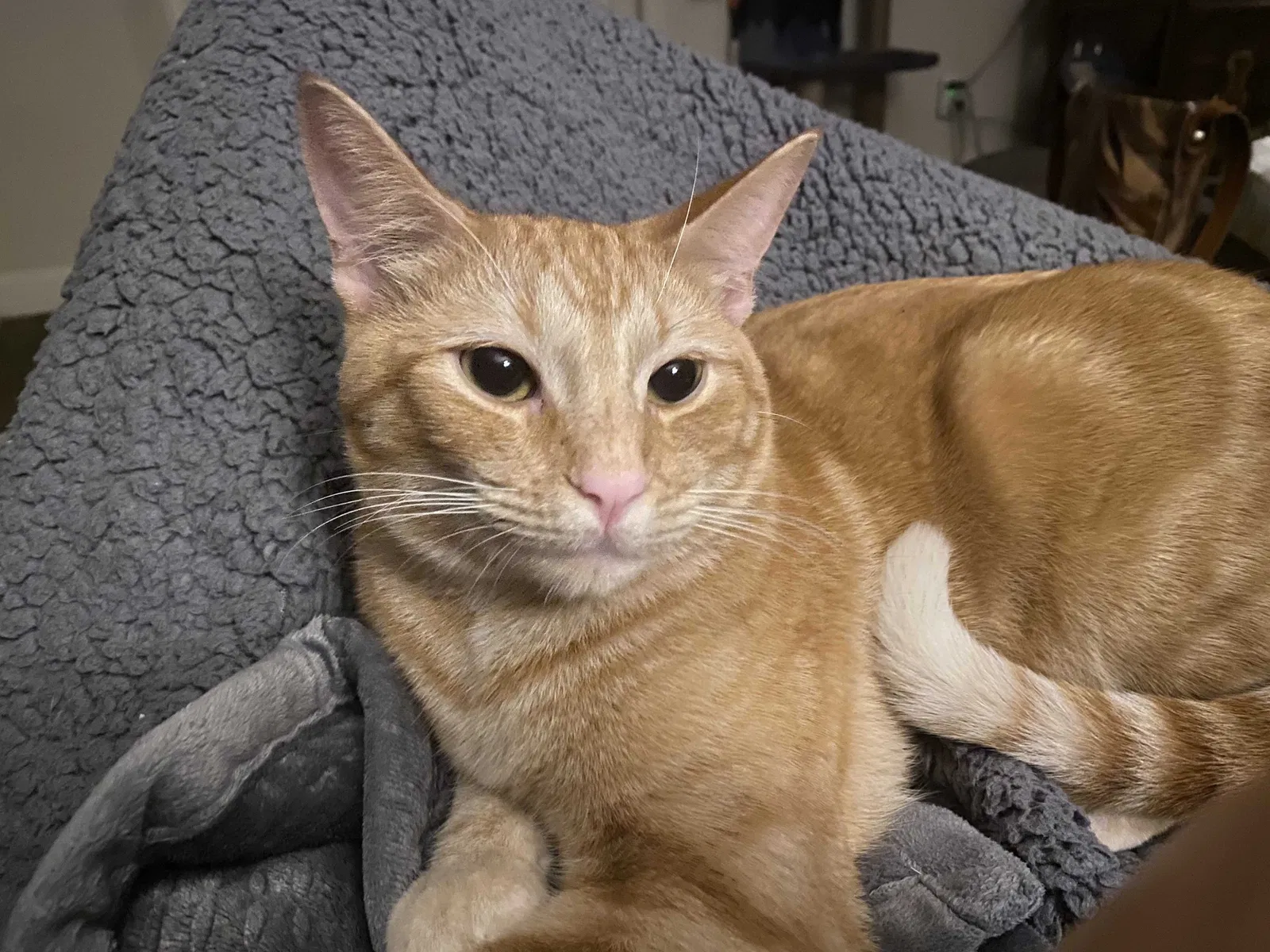 Lost cat in Fort Worth, TX, 76102