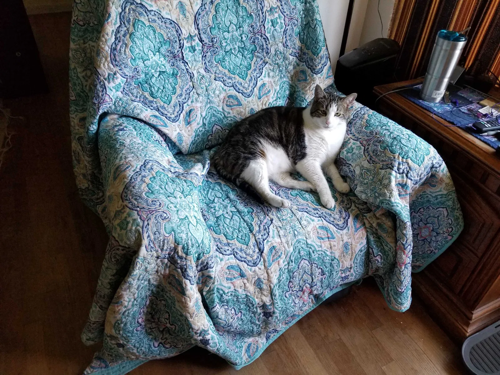 Lost cat in Garland, TX, 75041
