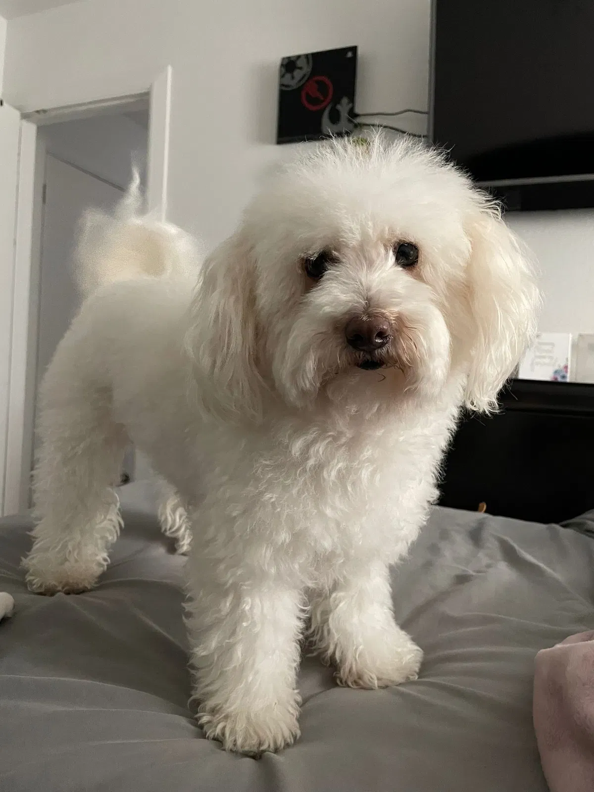 Lost dog in Las Vegas, NV, 89104