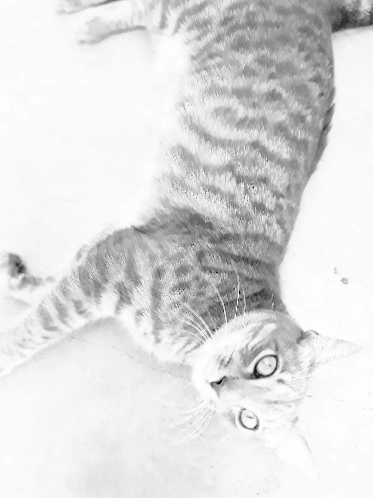 Lost cat in Palm Bay, FL, 32909