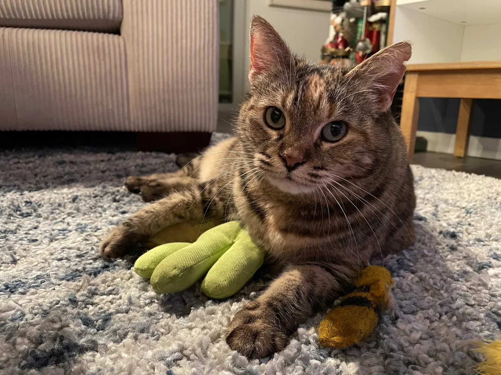 Lost cat in San Clemente, CA, 92672