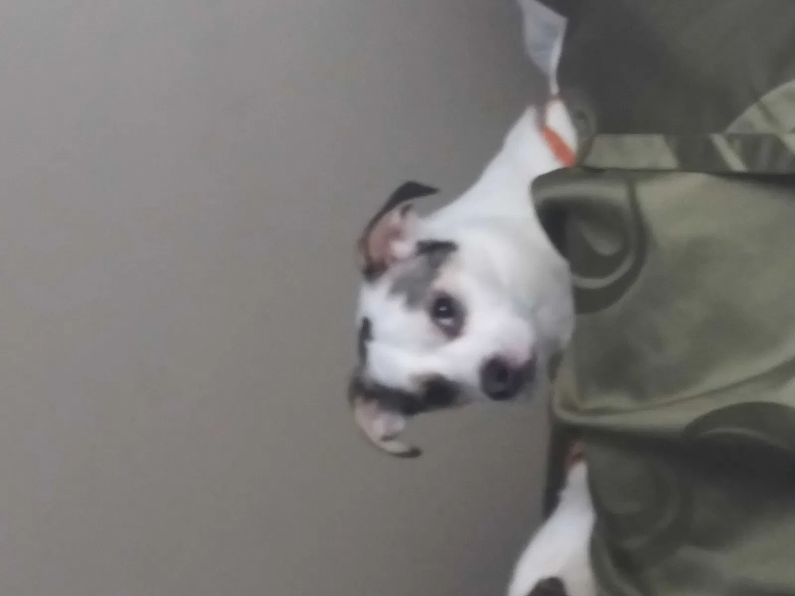 Lost dog in Jonesboro, GA, 30236