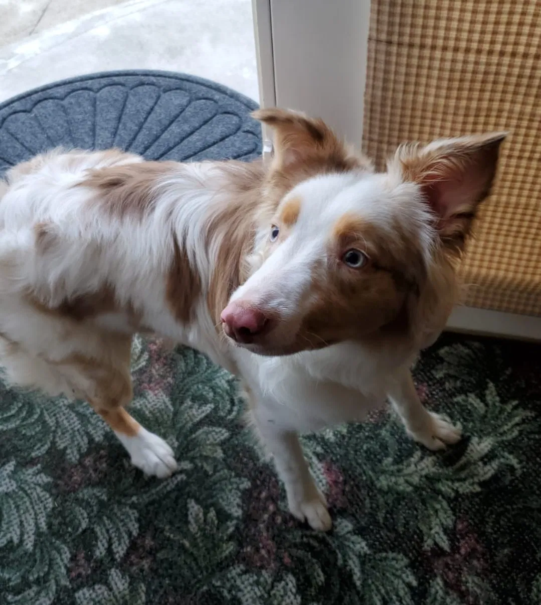 Lost dog in Mineral Wells, WV, 26150