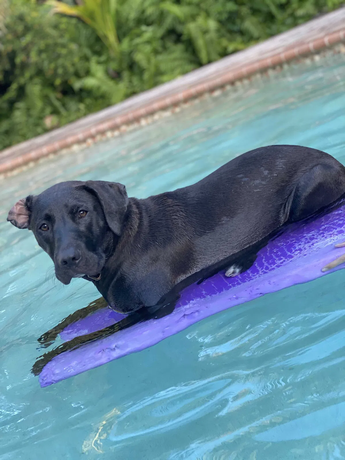 Lost dog in Melbourne Beach, FL, 32951