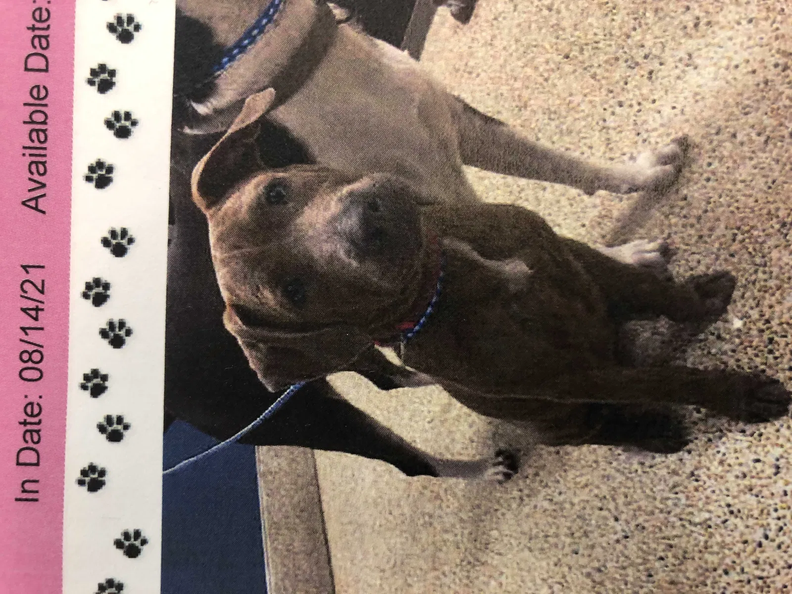 Lost dog in Miami, FL, 33150