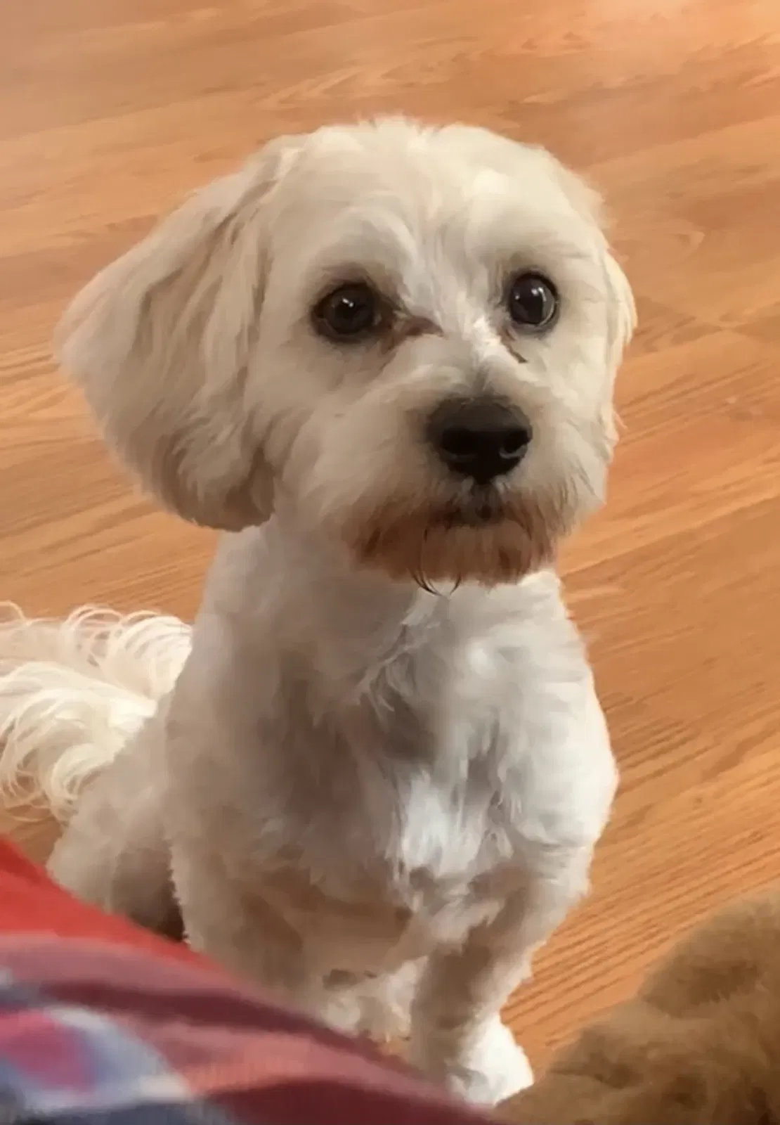 Lost dog in Dolton, IL, 60419