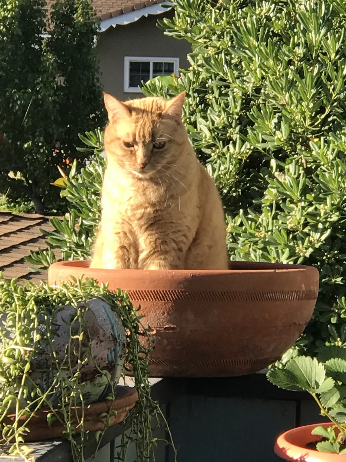 Lost cat in Katy, TX, 77493
