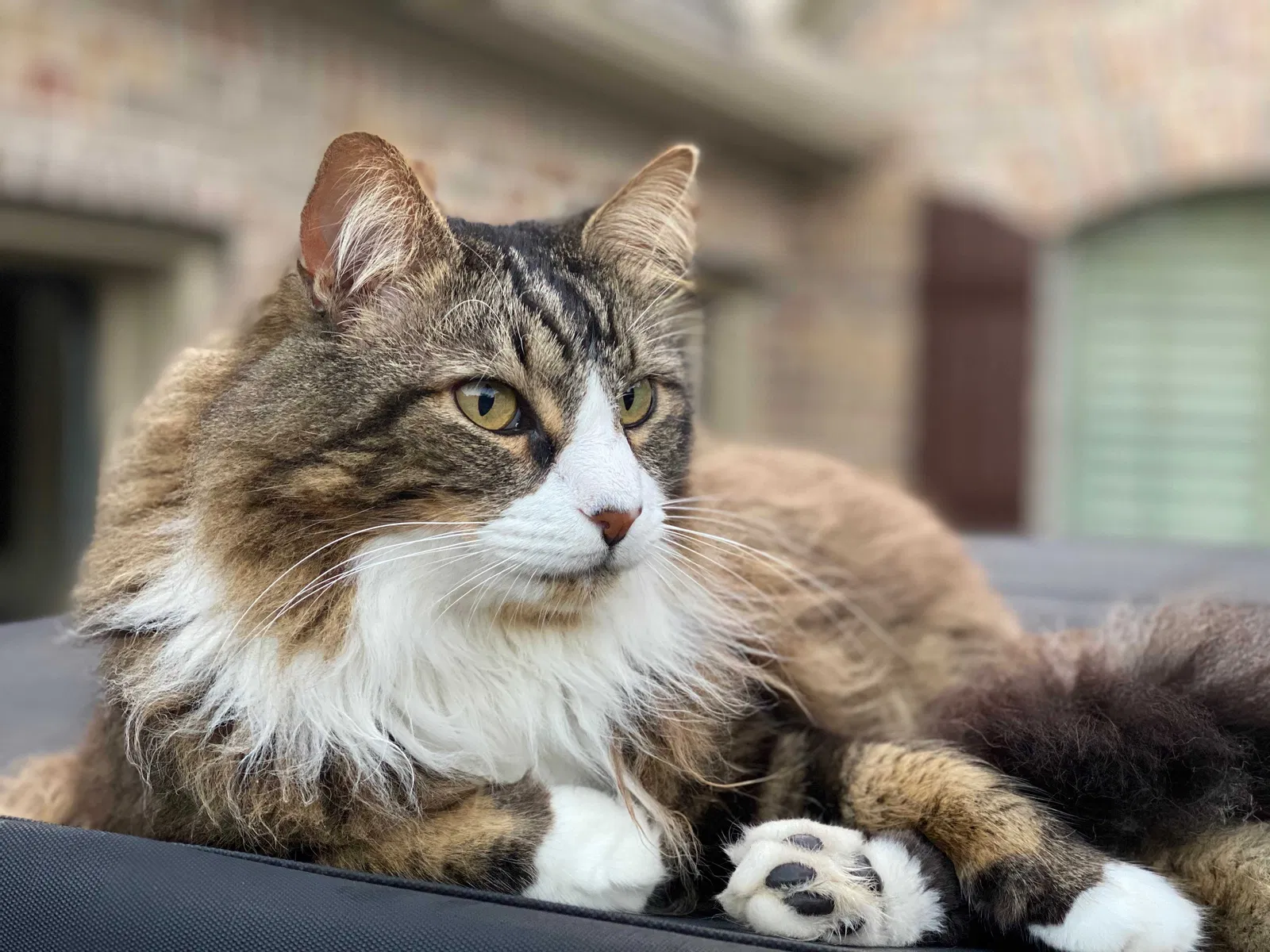Lost cat in Spring, TX, 77386