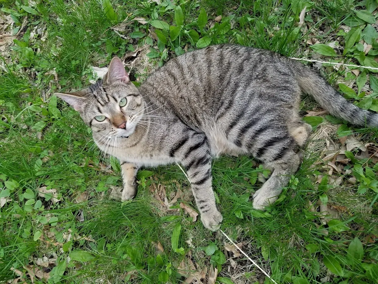 Missing Cat