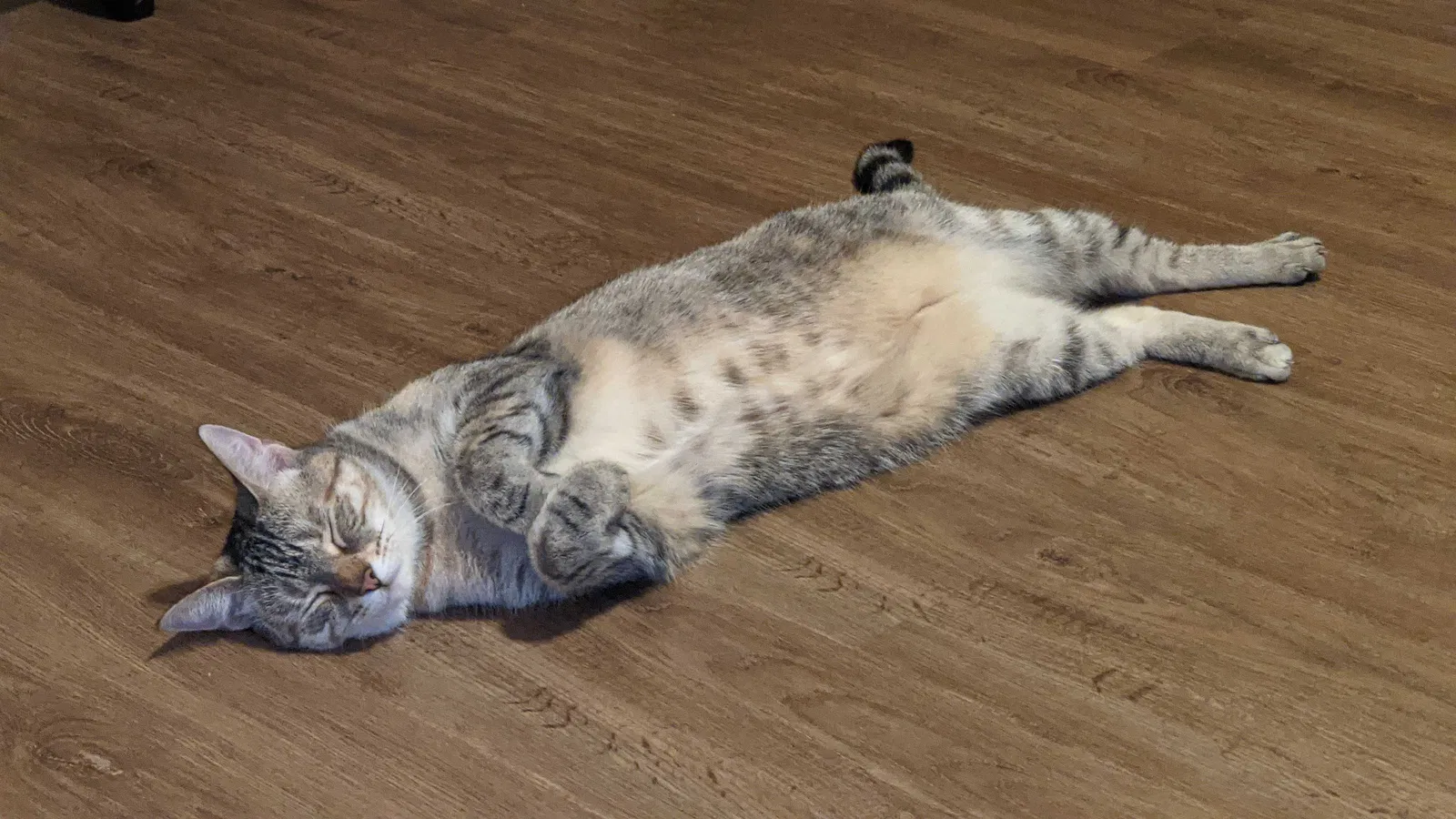 Lost cat in Chesapeake, VA, 23323