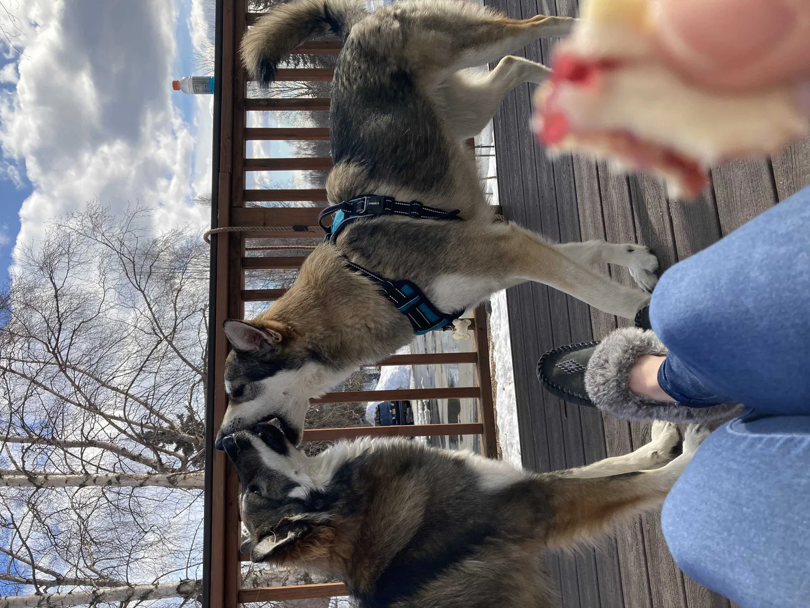 Lost dog in Anchorage, AK, 99507