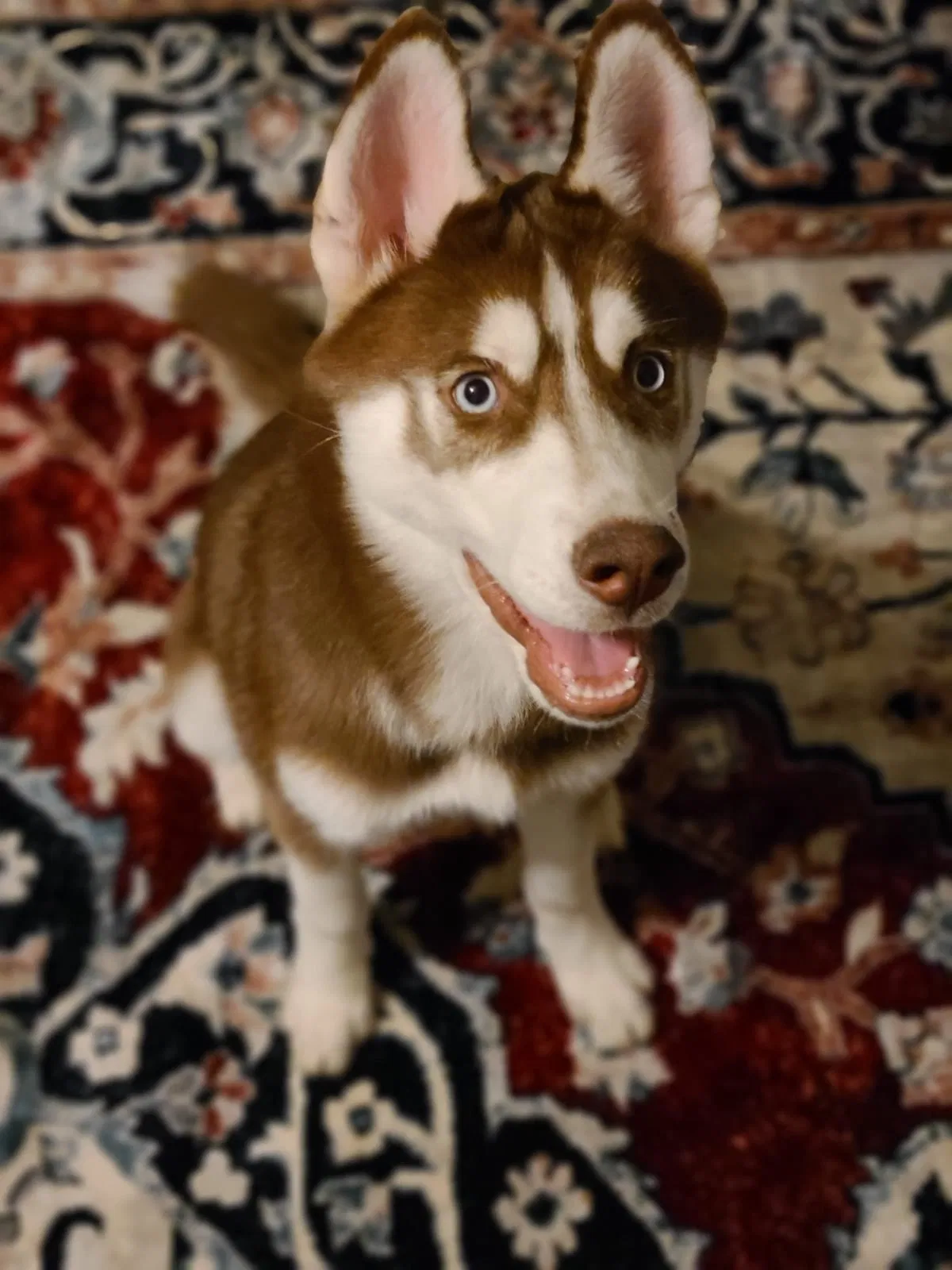 Lost dog in Charlotte, NC, 28226