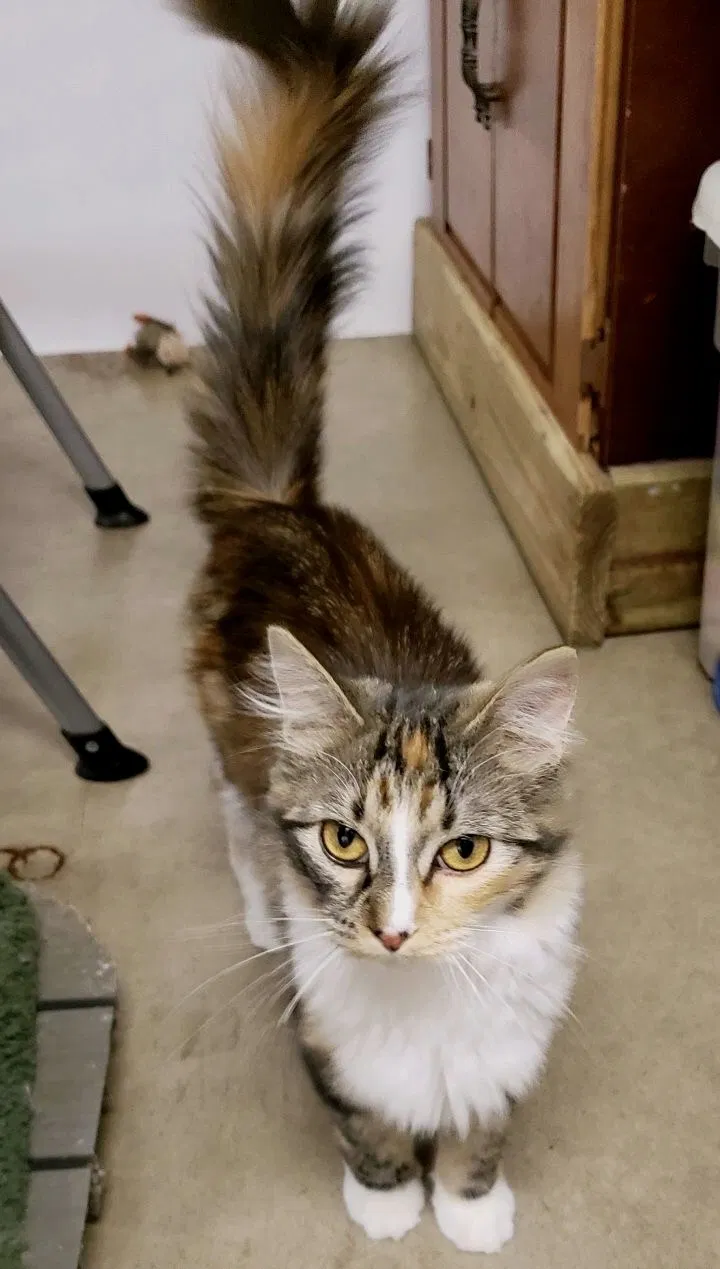 Lost cat in North Branch, MN, 55056