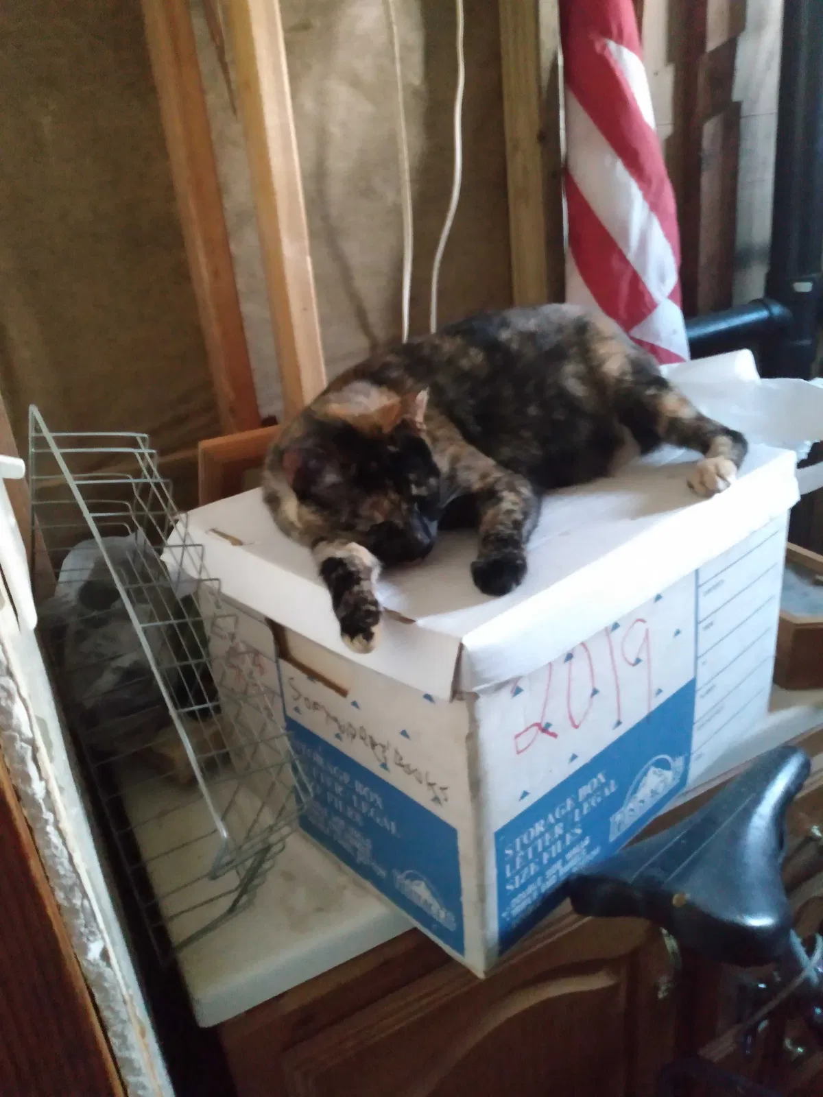Lost cat in San Diego, CA, 92111