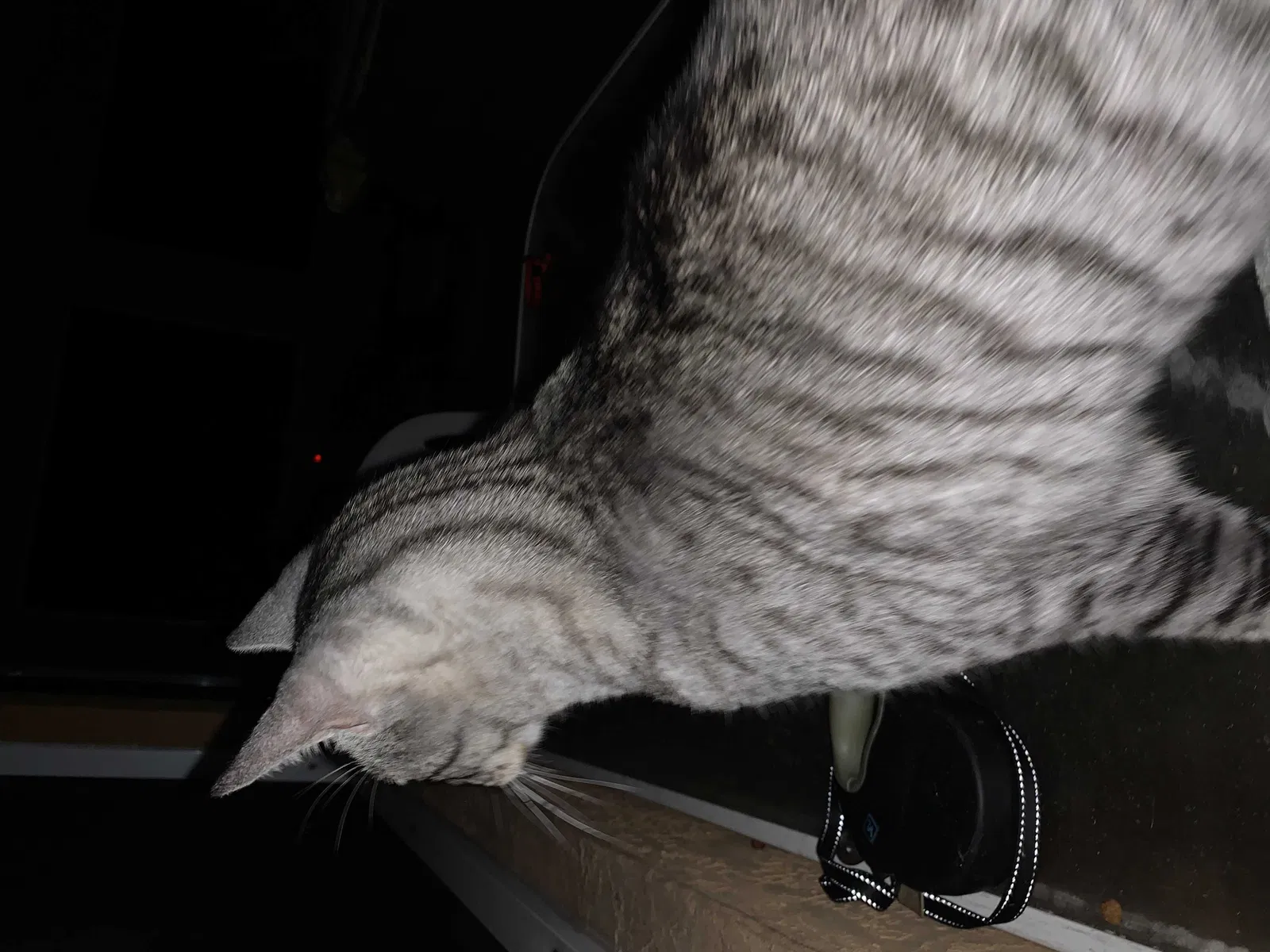 Lost cat in Port Saint Lucie, FL, 34983
