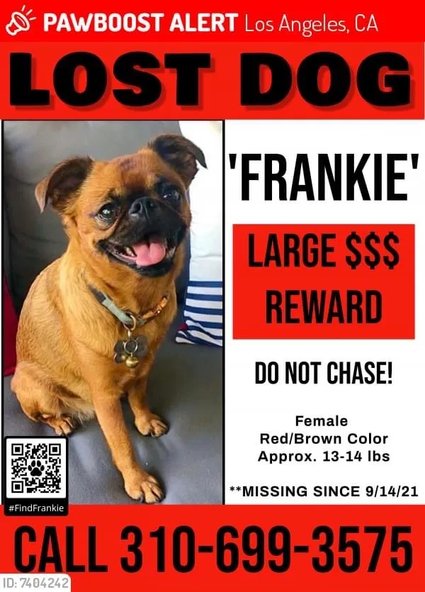 Lost dog in Los Angeles, CA, 90012