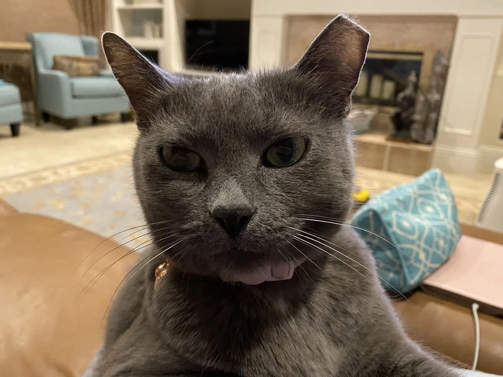 Lost cat in Sarasota, FL, 34238