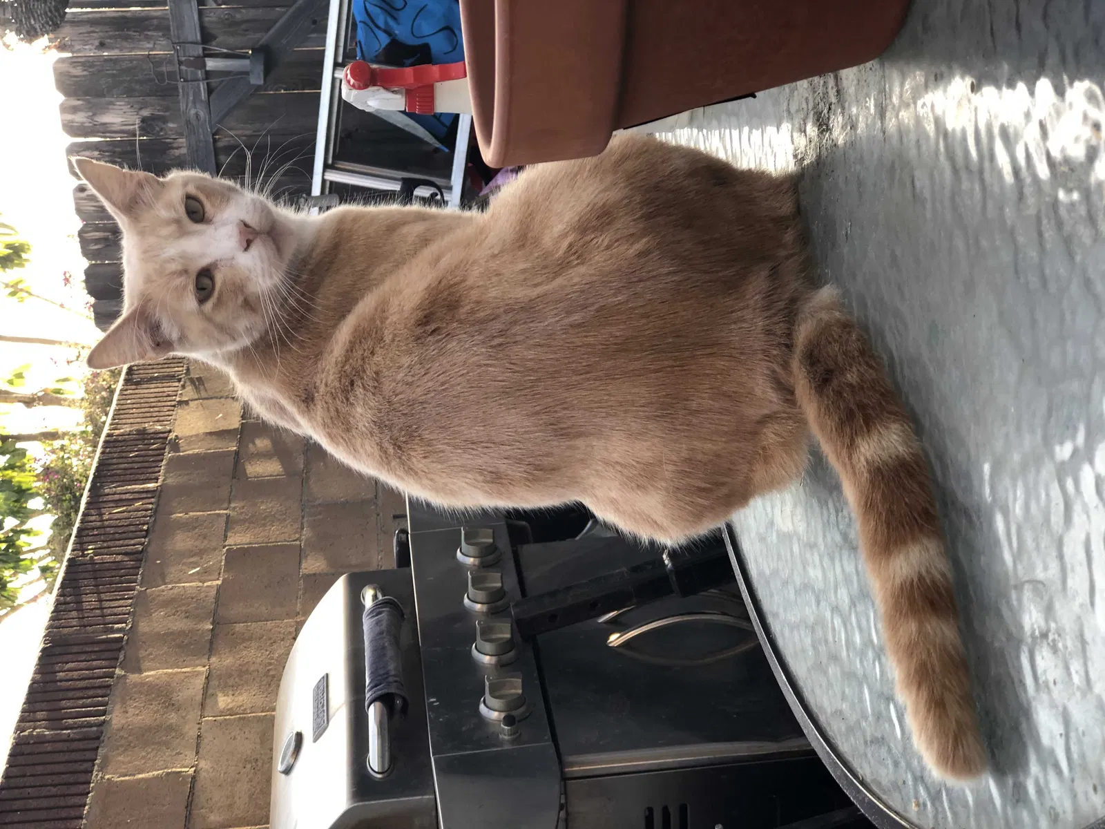 Lost cat in Lomita, CA, 90717
