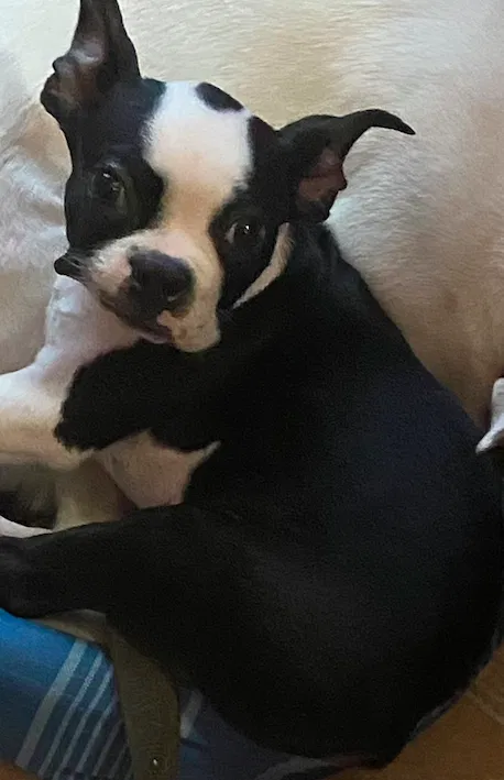 Lost dog in Mcallen, TX, 78503