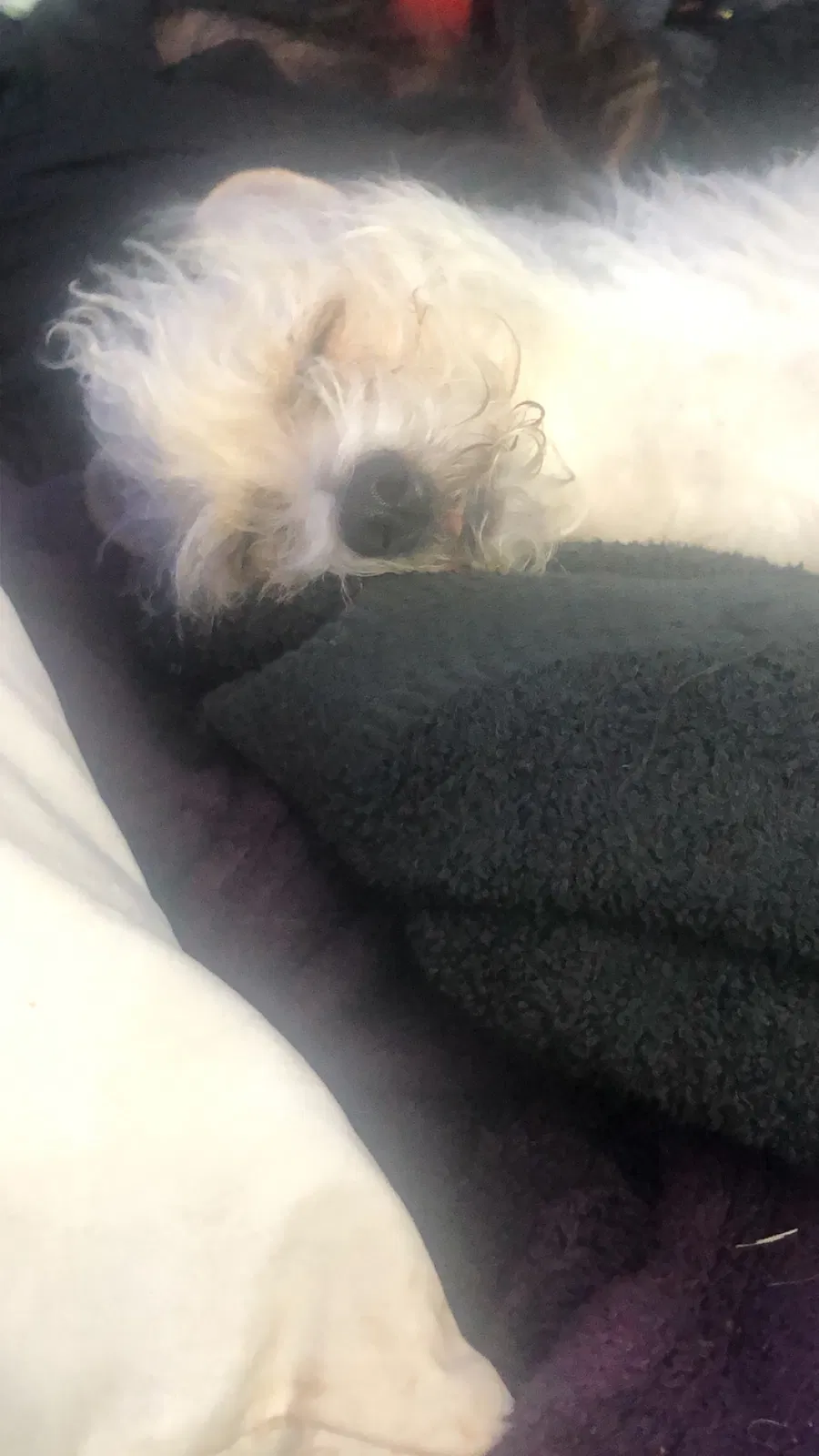 Lost dog in San Jacinto, CA, 92582