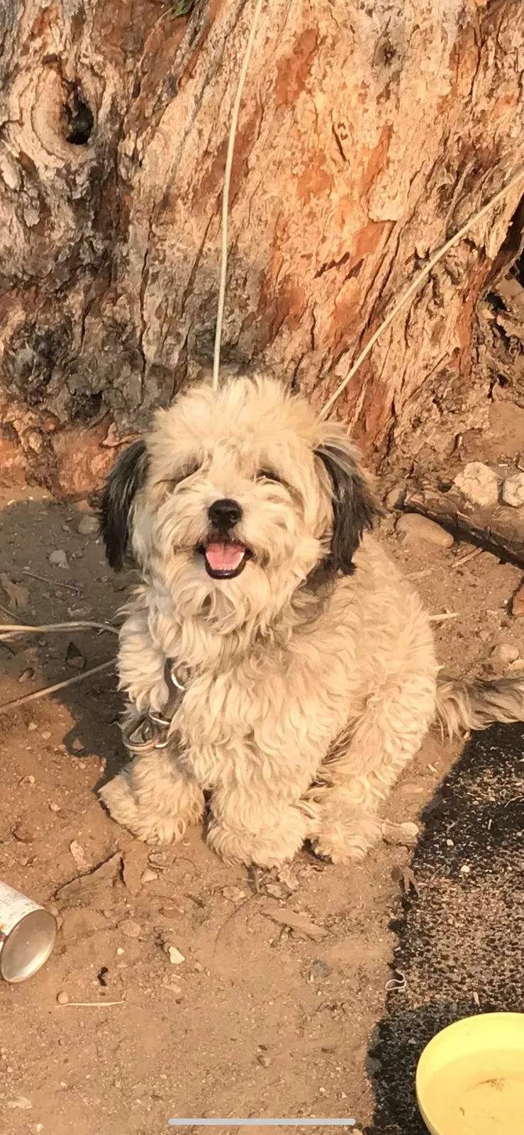 Lost dog in Sparks, NV, 89431