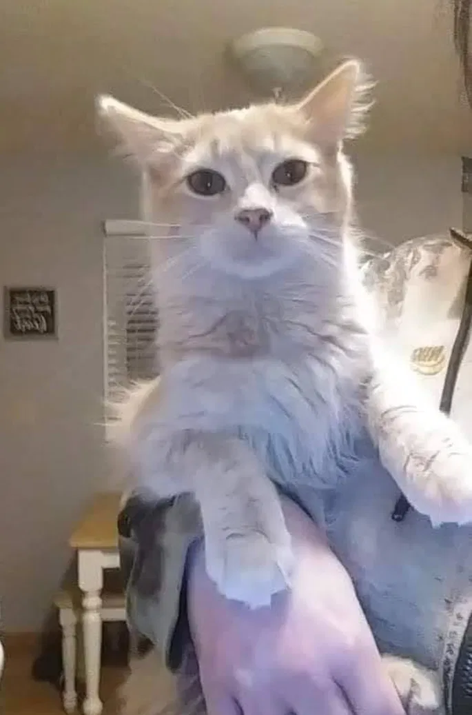 Lost cat in Rosemount, MN, 55068