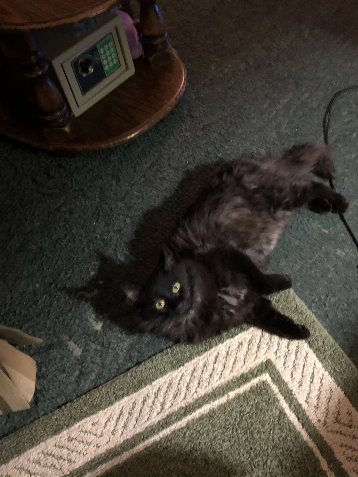 Lost cat in Fort Wayne, IN, 46806