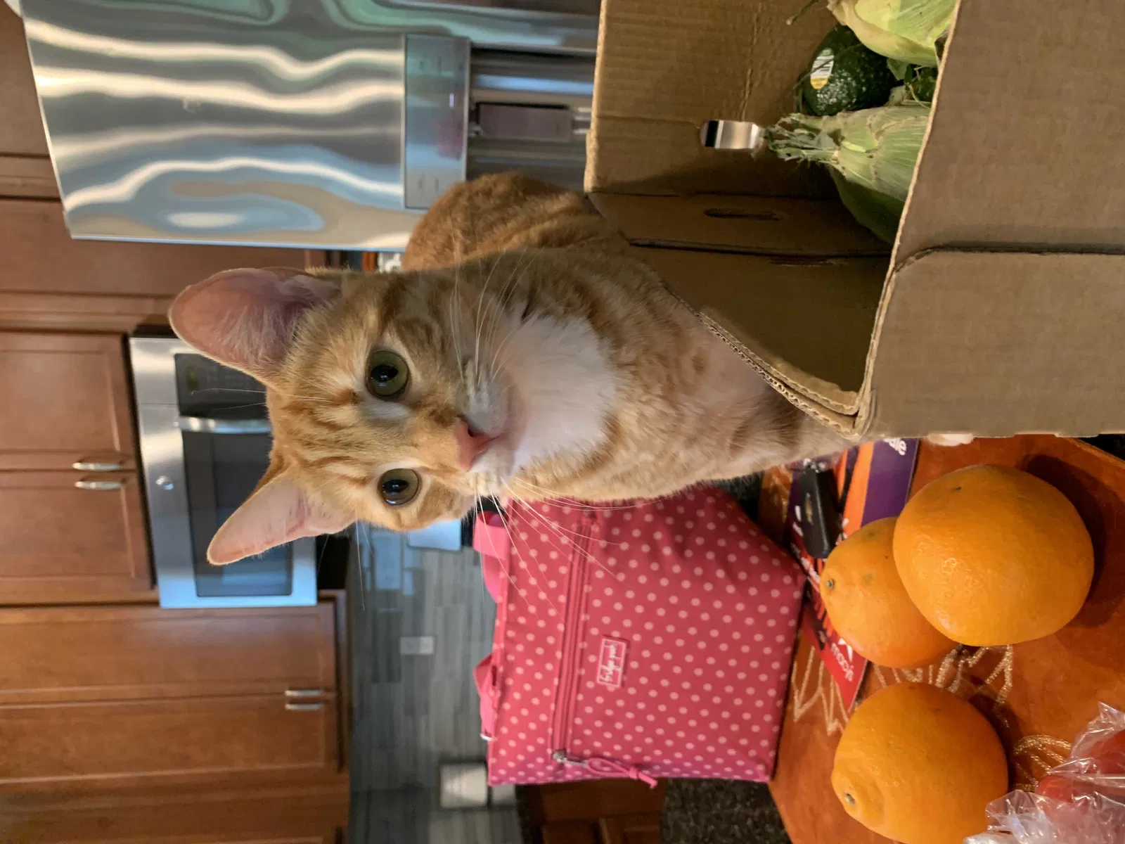 Lost cat in Port Saint Lucie, FL, 34987