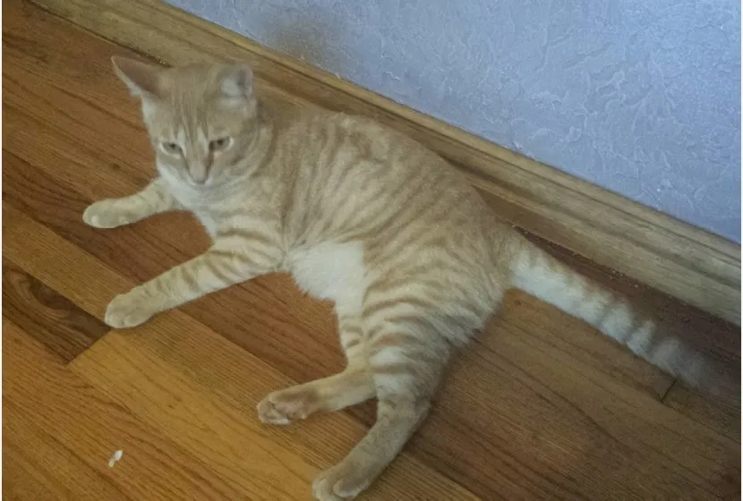 Lost cat in Mckinney, TX, 75071
