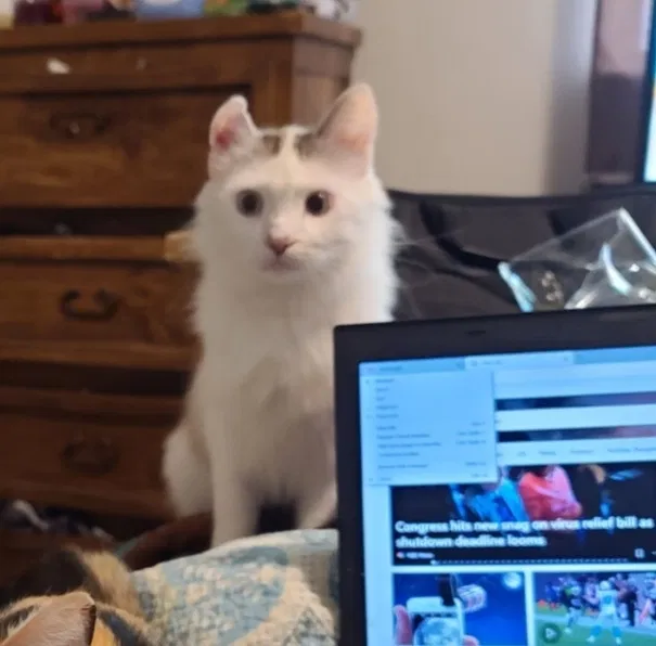 Lost cat in Luling, TX, 78648