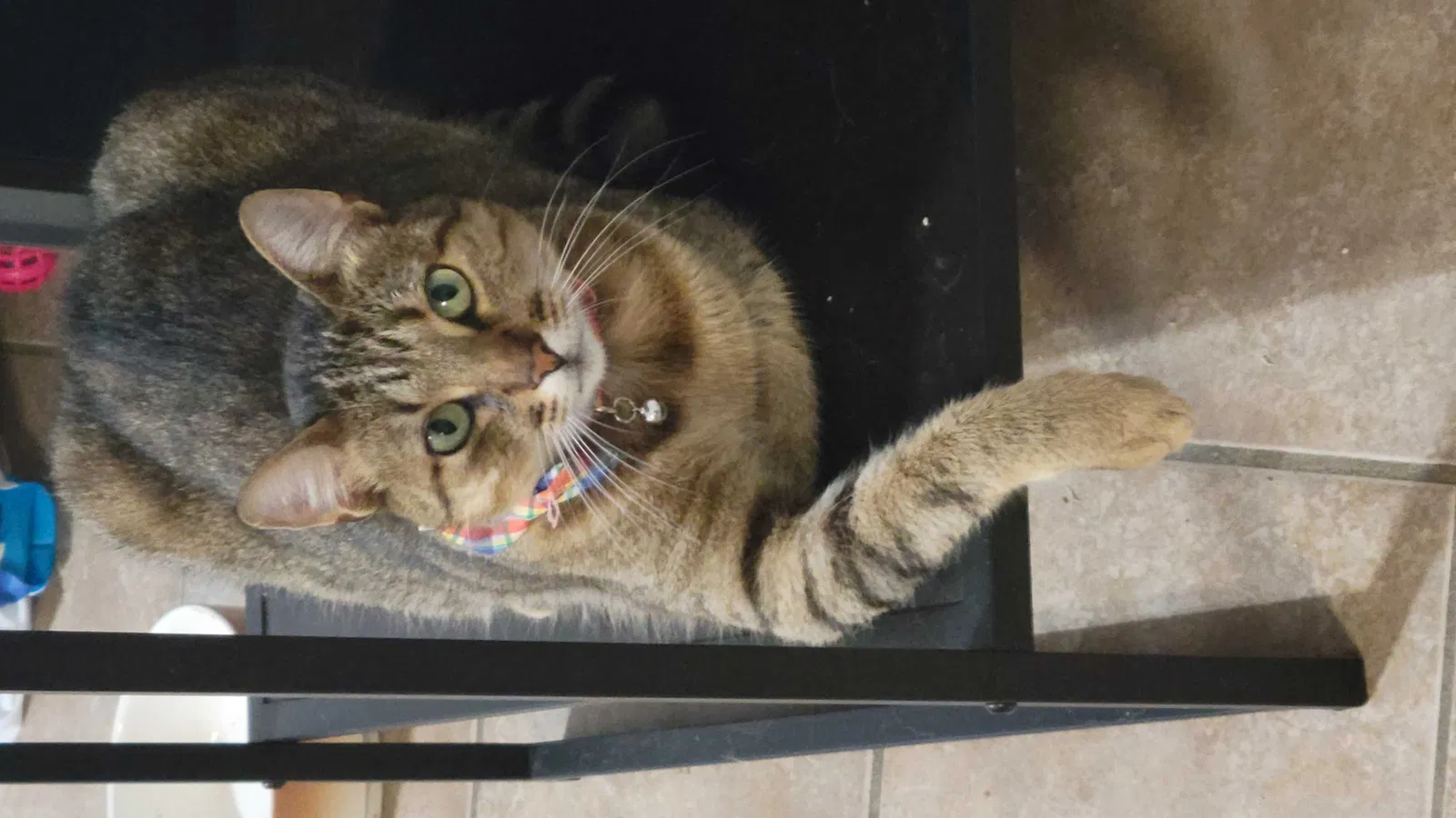 Lost cat in Baton Rouge, LA, 70810