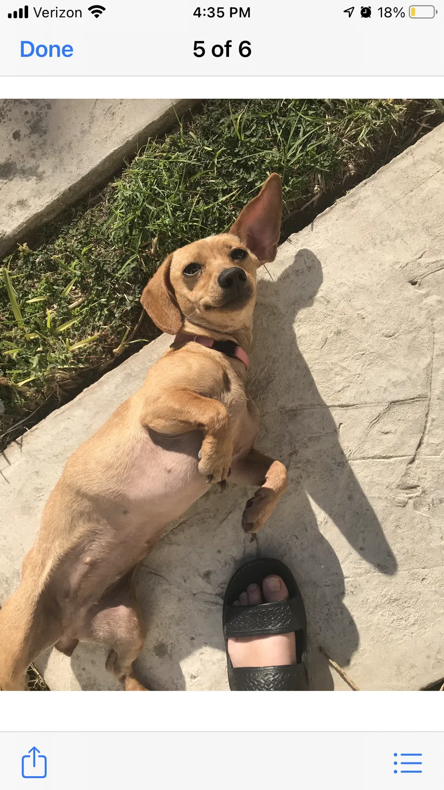 Lost dog in Pasadena, TX, 77505