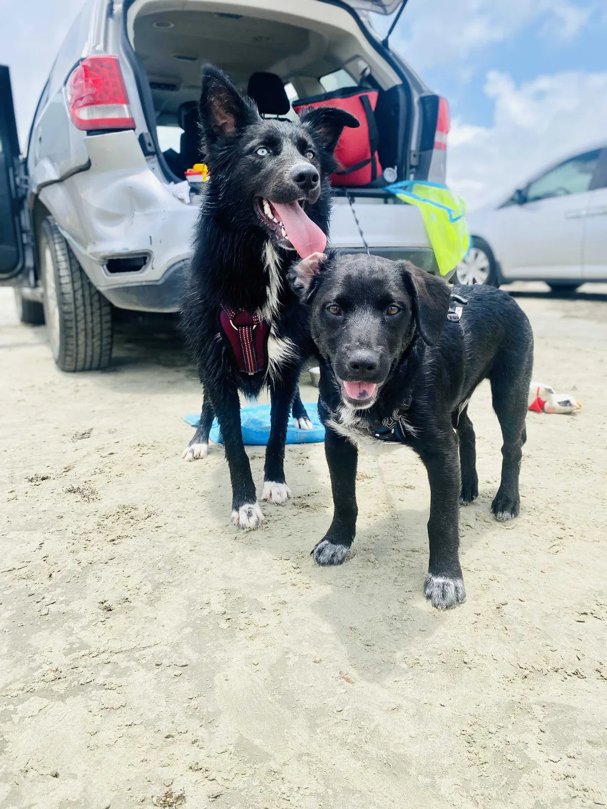 Lost dog in Balch Springs, TX, 75180