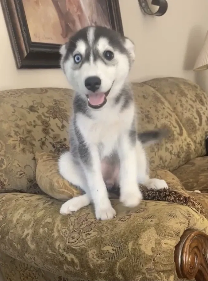 Lost dog in Mansfield, TX, 76063