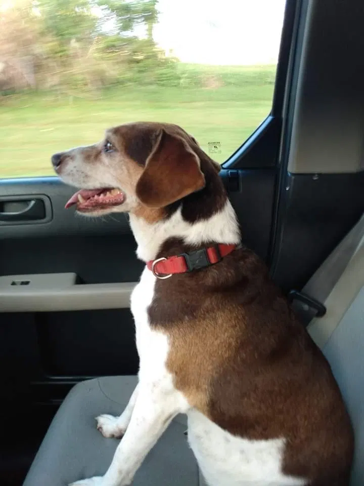 Lost dog in Saint Charles, MO, 63301